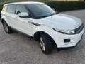 Land Rover Range Rover Evoque 5p 2.2 td4 Dynamic 150cv Interni pelle Tagliandata Weiß - thumbnail 6