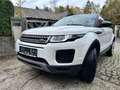 Land Rover Range Rover Evoque Range Rover Evoque TD4 Pure Weiß - thumbnail 1