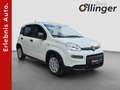 Fiat Panda Pandina *5-Sitze* Weiß - thumbnail 1