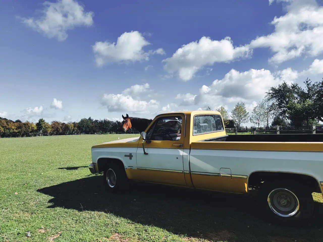 Chevrolet Silverado C10 -Documents Belges-, foto 3