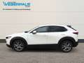 Mazda CX-30 Exclusive-Line 2WD-BOSE-NAVI-360°KAMERA Blanc - thumbnail 13