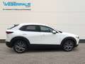Mazda CX-30 Exclusive-Line 2WD-BOSE-NAVI-360°KAMERA Blanc - thumbnail 14