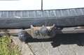 Ford Transit Custom 300 L1 Trend Blanc - thumbnail 9
