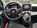 Fiat Panda Pandina Cross 1.0 firefly hybrid 70CV Grün - thumbnail 5