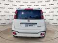 Fiat Panda Panda Cross 1.0 FireFly S&S Hybrid Weiß - thumbnail 4