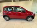 Fiat Panda PANDA 1.0 BENZ/HYBRID KM 0 Rood - thumbnail 4