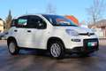 Fiat Panda 4x2 FireFly Hybrid 70 Weiß - thumbnail 4