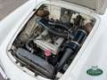 Alfa Romeo Giulia 1600 Spider S1 (101.23) Bianco - thumbnail 14