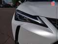 Lexus UX 250h 250h 4WD Luxe MY20 Tpano Sieges chauf GPS Camera Weiß - thumbnail 13