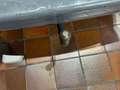 Volkswagen T6.1 Transporter T6.1 4MOTION ROCKTON MIXTO SPERRE SEIKEL ACC SONDE Gris - thumbnail 14