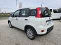 Fiat Panda Panda III 2021 1.0 firefly hybrid s - IVA ESPOSTA Weiß - thumbnail 5
