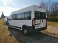 Fiat Ducato MAXI - BUS - 13pt con pedana disabili - più IVA Blanc - thumbnail 4