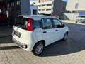 Fiat Panda Panda 4x2 FireFly Hybrid 70 Pandina Pandina Weiß - thumbnail 5