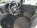 Fiat Panda "Pandina Urban" 1.0 GSE Hybrid (71 PS) Weiß - thumbnail 9