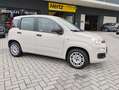 Fiat Panda Panda 1.2 Easy 69cv Beige - thumbnail 4