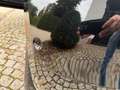 Fiat 500e 42 kWh La Prima PRACHTSTAAT! SoH 95,8! Zwart - thumbnail 23