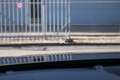Honda CR-V 2.0 e:PHEV Advance Tech - Leder | Schuif-/kantelda Noir - thumbnail 18