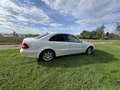Mercedes-Benz E 270 CDI Classic White - thumbnail 5