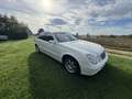 Mercedes-Benz E 270 CDI Classic White - thumbnail 2