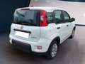 Fiat Panda My23 1.0 70cv Hybrid Panda Blanc - thumbnail 4