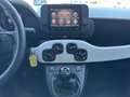 Fiat Panda Panda 1.0 FireFly S&S Hybrid Pandina *PROMO AZZUR Bianco - thumbnail 12