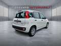 Fiat Panda Panda 1.0 firefly hybrid s&s 70cv Weiß - thumbnail 4