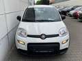 Fiat Panda 1.0 Mild Hybrid  Base Klima DAB Weiß - thumbnail 7