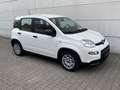 Fiat Panda 1.0 Mild Hybrid  Base Klima DAB Weiß - thumbnail 6