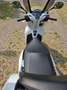 Honda SH 300 Blanc - thumbnail 4