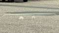 BMW X3 20d xDrive Grau - thumbnail 35