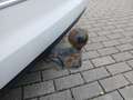 Volkswagen Touran TDI Highline DSG AHK Pano Kamera Weiß - thumbnail 21