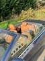 Volkswagen Golf Cabriolet Golf Cabrio 1.9 tdi Highline Blu/Azzurro - thumbnail 6