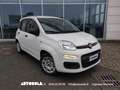 Fiat Panda 1.0 Firefly Hybrid Weiß - thumbnail 1