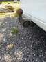 Volkswagen Passat Variant Passat Variant Comfortline 2,0 TDI SCR DSG Comfortline Weiß - thumbnail 14