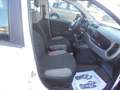 Fiat Panda Panda 1.0 firefly hybrid City Life S&S Wit - thumbnail 8