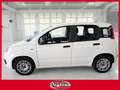 Fiat Panda GPL 2021 1.0 firefly hybrid City Life Bianco - thumbnail 1
