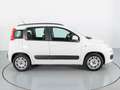 Fiat Panda LOUNGE 1.2 69CV Blanco - thumbnail 4