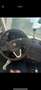 SEAT Ibiza SC 1.2i Reference - thumbnail 6