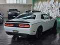 Dodge Challenger 3.6 SXT PLUS *TARGATA Blanc - thumbnail 9