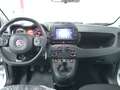 Fiat Panda CROSS HYBRID 2024 Bianco - thumbnail 8