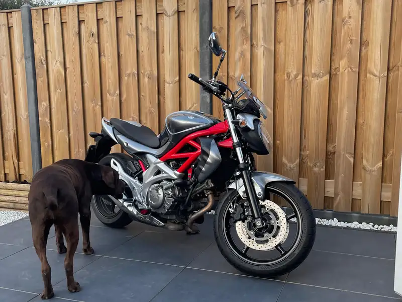 Suzuki GLADIUS 650 - foto 6