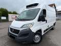 Fiat Ducato*Carrier Xarios 350*Klima*Kühlkasten* Weiß - thumbnail 1