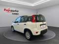 Fiat Panda Panda 1.0 firefly hybrid City Life s&s 70cv Bianco - thumbnail 2