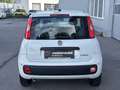 Fiat Panda 4x2 FireFly Hybrid 70 Icon Weiß - thumbnail 5