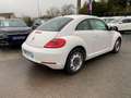 Volkswagen New Beetle 1.6 TDI FAP - 105 Blanc - thumbnail 4