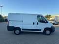 Fiat Ducato Furgone Trasporto Alimenti HACCP Bianco - thumbnail 4