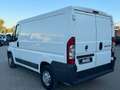 Fiat Ducato Furgone Trasporto Alimenti HACCP Bianco - thumbnail 7