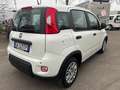 Fiat Panda Pandina III 2024 Pandina 1.0 firefly hybrid s Weiß - thumbnail 4