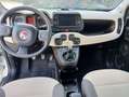 Fiat Panda 1.2 LOUNGE  5 POSTI *ok neopatentati* euro 6B Blanco - thumbnail 10