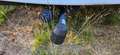 Caravans-Wohnm Fiat Mclouis Nevis 880 g Integraal Wit - thumbnail 28